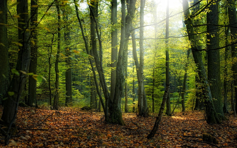 streaming, sunlight, springtime, lush Foliage, tree, autumn, yellow, no People, tree trunk, woodland, trunk, remote, summer, plant, trees, park - Man Made Space