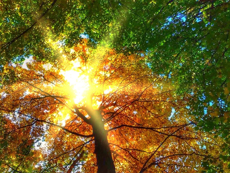 autumnal, beech trees, plant, beauty in nature, streaming, tree, change, no people, scenics - nature, brightly lit, tree canopy, sun, nature, forest, tranquility