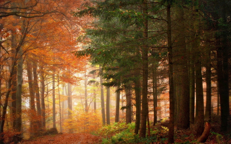 beauty In Nature, day, no People, photography, sun, orange Color, light - Natural Phenomenon, lush Foliage, yellow, tree, vibrant Color, gold Colored, landscape