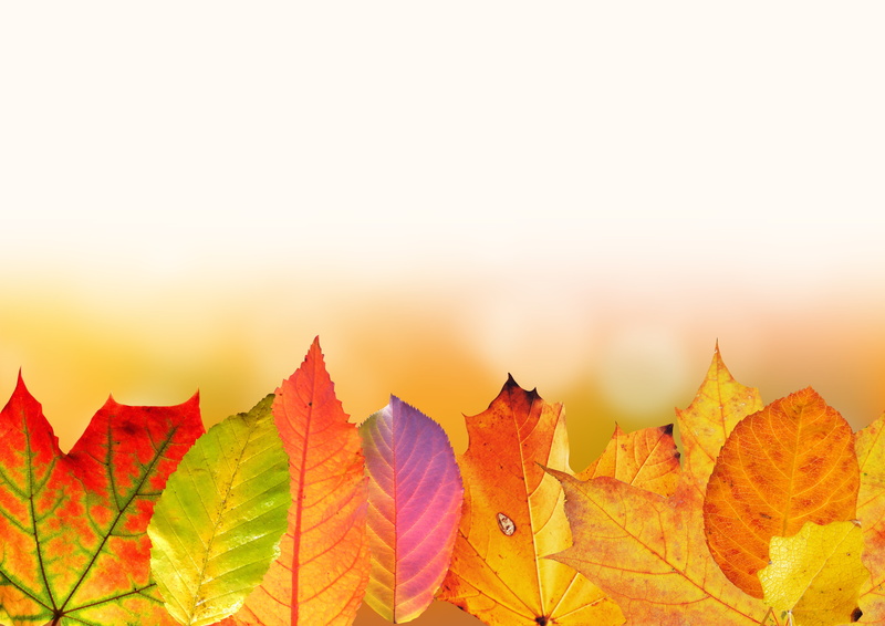 copy space, maple leaf, sunset, alder leaf, brown, arts culture and entertainment, nature, plant, outdoors, close-up, bokeh, no people, golden autumn, beech leaf