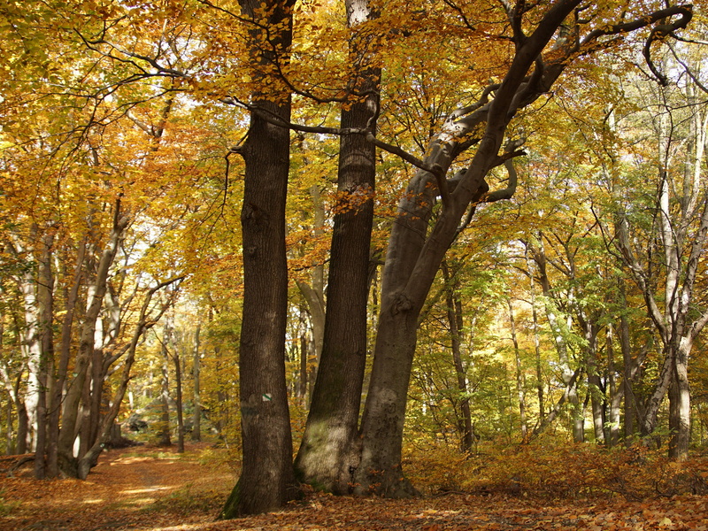 outdoors, growth, land, fall, 4K, beauty in nature, beech, tree trunk, plant, the ore mountains, non-urban scene, beech forest, nature, crooked forest