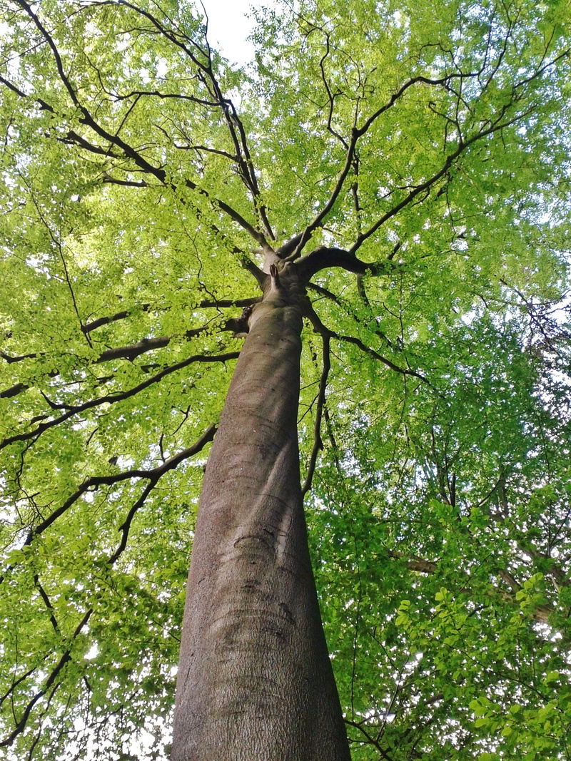 deciduous tree, plant, scenics - nature, nature, tranquility, tree trunk, no people, high, 2K, beech, day, branch, green color, beech tree, land, forest