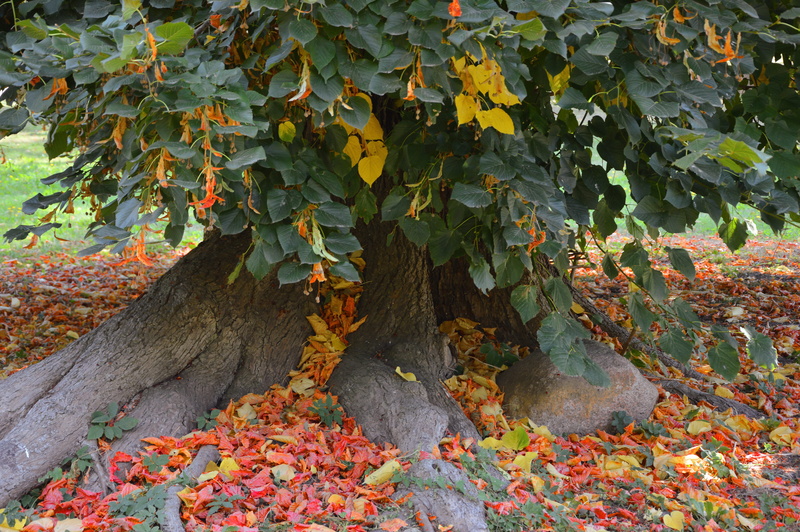 plant, close-up, beech, tree, deciduous tree, fall foliage, orange color, leaf, tribe, day, nature, colorful, change, leaves, old, fall, green color, land