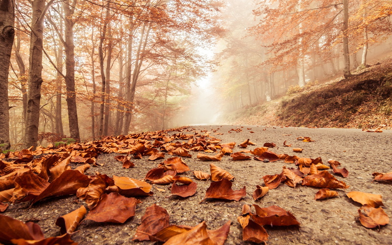 nature, 2K, landscape, deciduous, leaves, misty, foggy, autumn, forest, road, beech, trees, macro