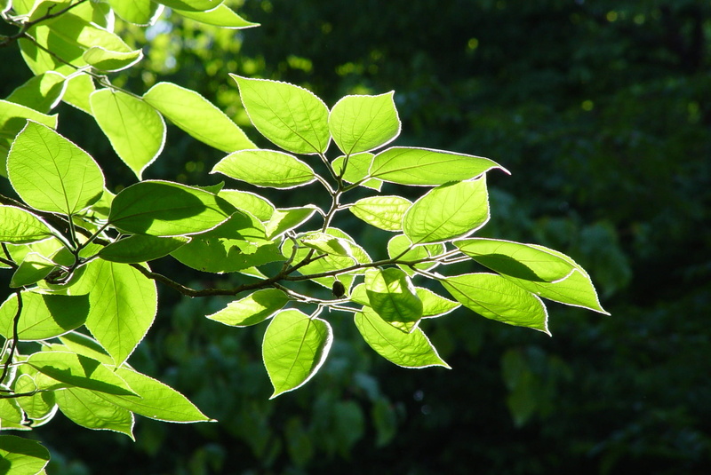 aesthetic, lush Foliage, Ash, Leaves, silhouettes, freshness, forest, plant, focus on foreground, springtime, plant part, leaf, branch, contrast, Beech