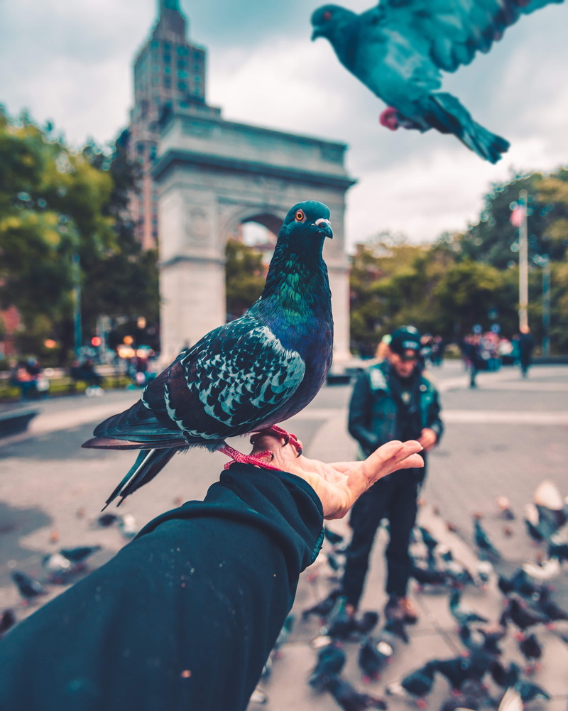 outdoors, day, perched, urban Scene, flight, city Life, style, city, people, nature, animal, eye, feeding, blue, s, europe, urban, standing, hold, happiness