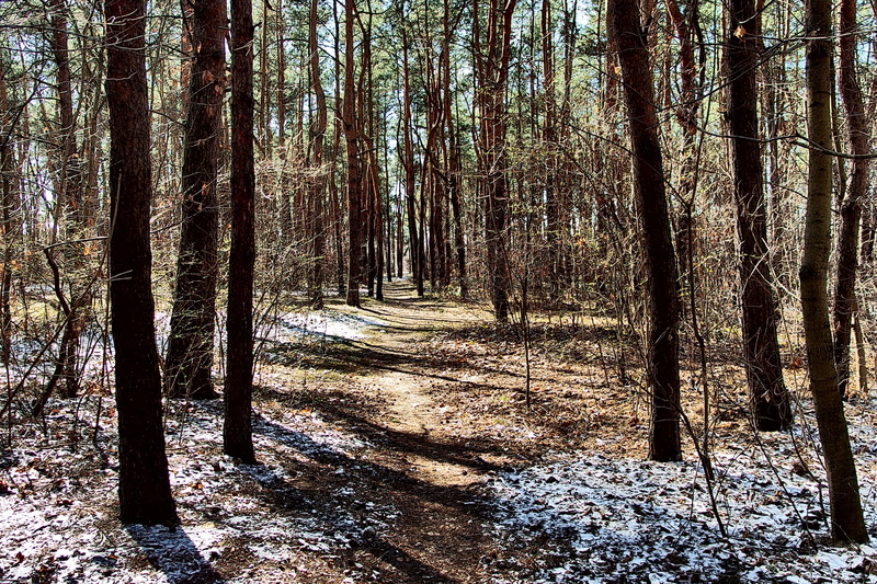winter, tranquility, landscape, scenics - nature, trees, land, 4K, beauty in nature, black, trunk, tree trunk, path, woodland, non-urban scene, tree, spring
