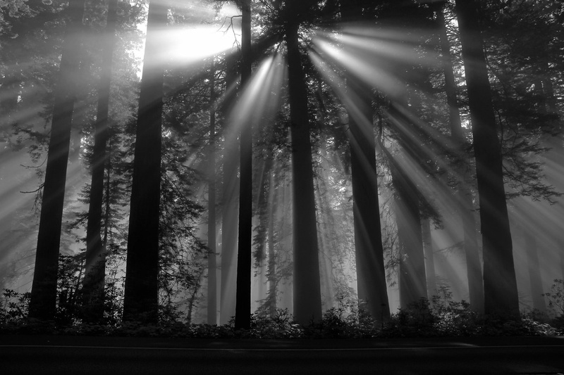 tranquility, dark, woodland, streaming, beauty in nature, forest, sun rays, plant, photography, trees, outdoors, plants, trunk, low angle view, sunlight