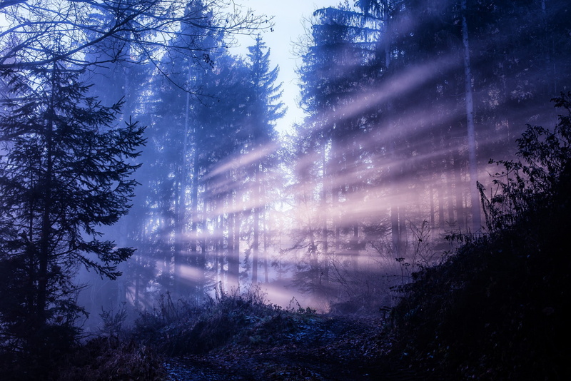trees, nature, forest, 1080P, pine trees, dappled sunlight