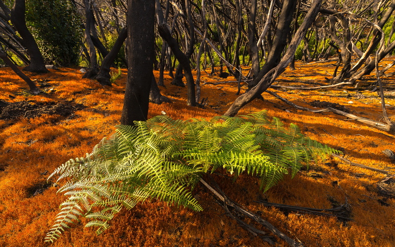 nature, 1080P, forest, dappled sunlight, orange, trees, ferns