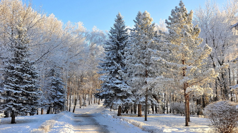 landscape, clear sky, dappled sunlight, 1080P, path, winter, snow, trees