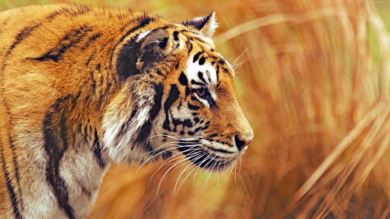 mammal, whisker, animal body part, animal themes, carnivora, nature, animal head, animals in the wild, no people, photography, undomesticated cat, vertebrate