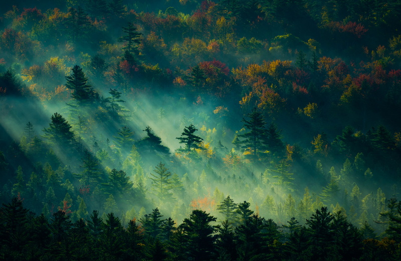 4K, USA, sunbeams, New Hampshire, sunlight, trees, forest, fall, mist, nature, landscape, dappled sunlight