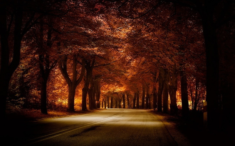 outdoors, 480P, road, diminishing perspective, the way forward, beauty in nature, tranquility, no people, trees, fall, treelined, amber, orange, transportation