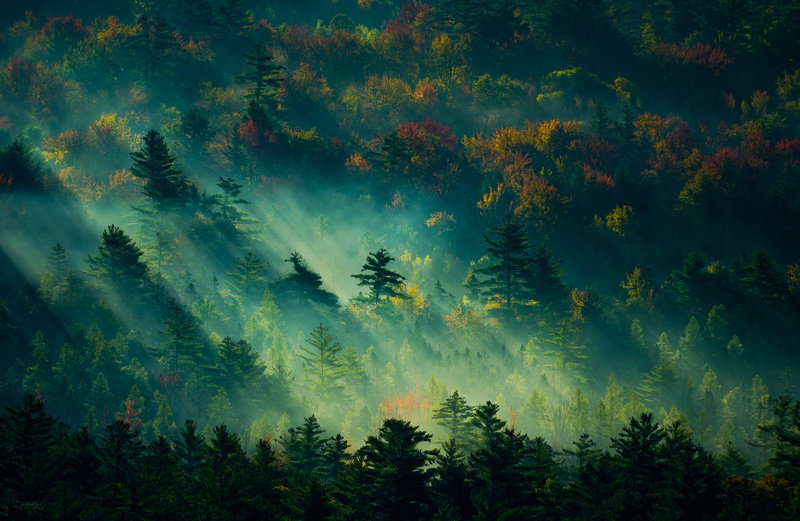 mist, dappled sunlight, forest, England, fall, trees, nature, sunbeams, landscape, 1080P