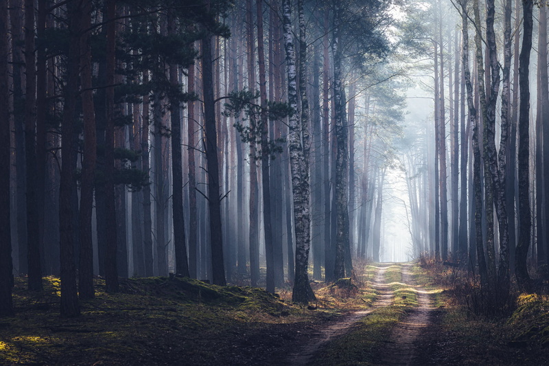 forest, photography, Michał Tomczak, 1080P, trees, dappled sunlight, path, outdoors, landscape, nature