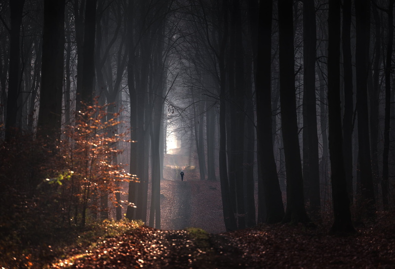 1080P, fall, trees, nature, forest, walking, people, dappled sunlight, outdoors, photography, path, landscape, Pawel Olejniczak