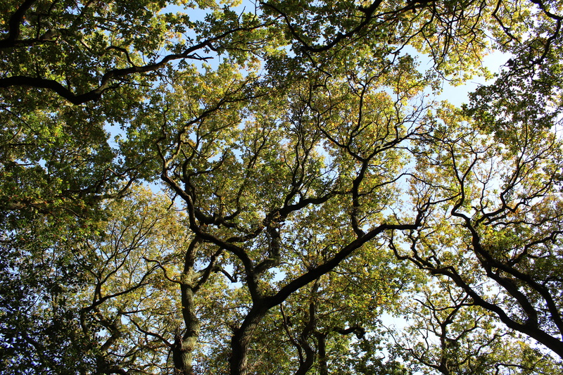 rural, plant, forest, wood, growth, charnwood, no people, looking up, united kingdom, trunk, land, branch, tranquility, sun, canopy, tree canopy, nature