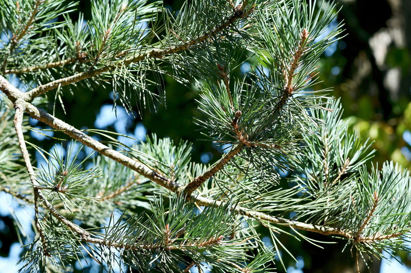 tranquility, beauty in nature, pine tree, 5K, pine needles, trees, nature, spiky, needle - plant part, tree, winter, sunlight, dappled, outdoors, green color
