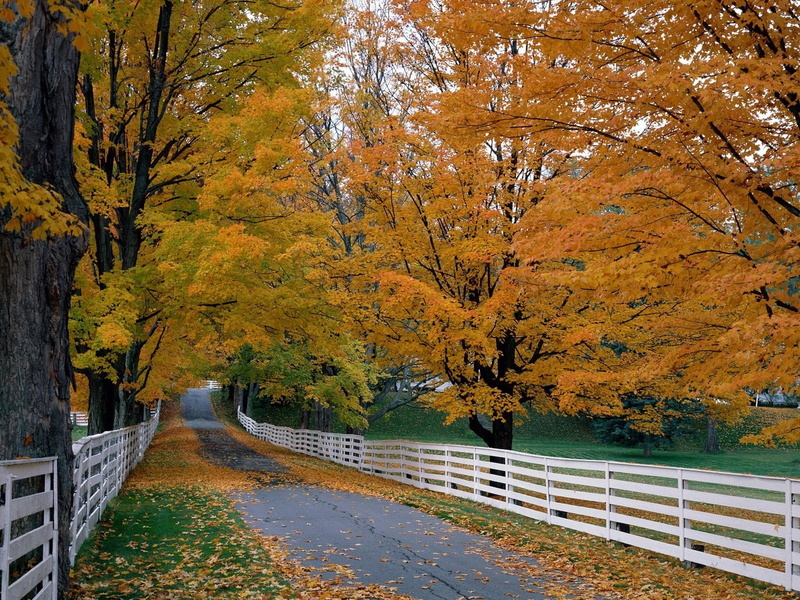 the way forward, footpath, change, orange, october, fence, road, uSA, leafed, day, season, color Image, autumn collection, colors, autumn, no People, plant