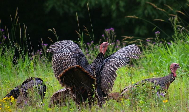 group of animals, land, 2K, countryside, country, field, mammal, outdoors, domestic animals, Turkey, bird, nature, two animals, spring, livestock, New Hampshire