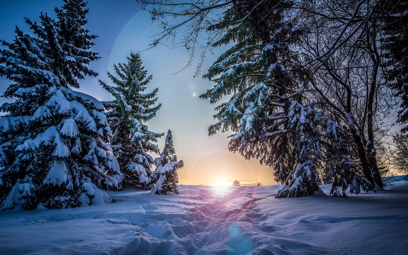 Trees, Spruce, 1080P, Night, Sunset, Snow, Winter