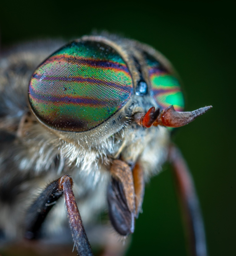 animal eye, horsefly, flowering plant, fly, white, close-up, insect, extreme close-up, macro, animal body part, moth, beauty in nature, close up, bug, nature