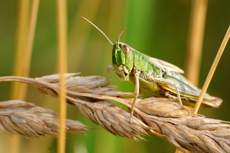 wheat, grasshopper, animal wildlife, invertebrate, no people, day, insect, outdoors, growth, green color, one animal, desert locust, animals in the wild