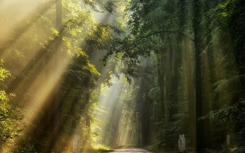 trees, rays, nature, sun rays, 1080P, green, sun, sunlight, road, landscape