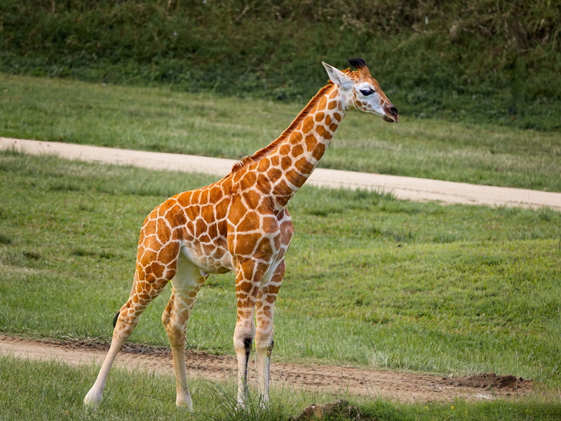 cute, outdoors, animal neck, animal markings, baby, nature, herbivorous, mammal, standing, animal, plant, 4K, calf, one animal, vertebrate, no people