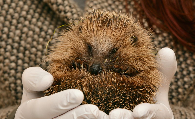 animals in the wild, nocturnal, young hedgehog, body part, one animal, spur, mammal, human hand, brown, save animals, hands cupped, hamster, unrecognizable person