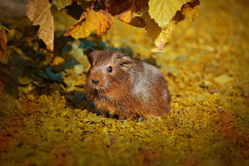 close, autumn, brown, wildlife photography, plant, 1080P, nature, small animals, no people, change, close-up, smooth hair, animal wildlife, animals in the wild