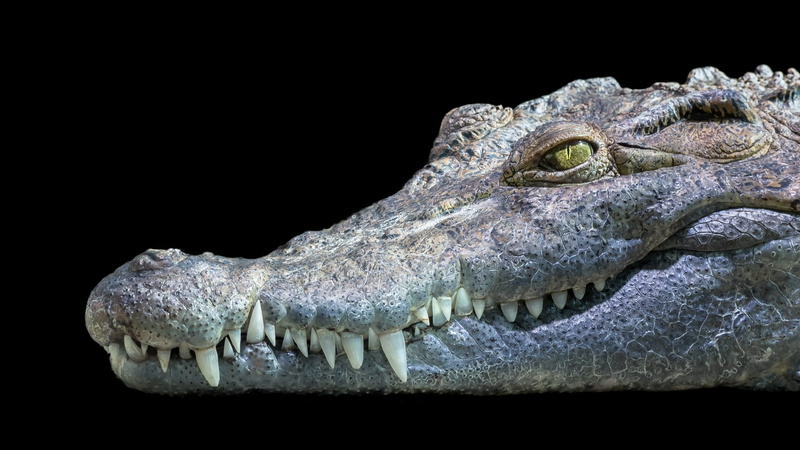 mouth, crocodylus mindorensis, studio shot, reptile, isolated, animal body part, dinosaur, crocodile, head, side view, vertebrate, freshwater, 1080P, close