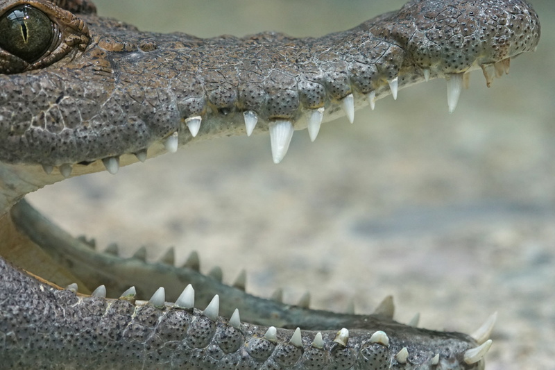 one animal, animal head, animals in the wild, water, animal teeth, mouth, river, dangerous, reptile, vertebrate, terrestrial vertebrates, crocodile, hunter