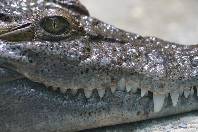 animal body part, animal Teeth, carnivore, close-up, nature, outdoors, dangerous, vertebrate, green, crepuscular, focus on foreground, one animal, close