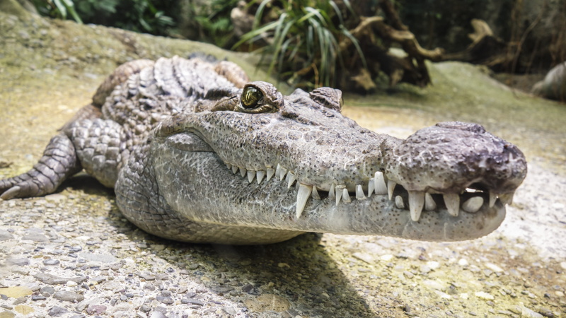 animals in the wild, warning sign, tooth, reptile, day, no people, eye, vertebrate, animal, alligator, nature, rock, close-up, sign, animal wildlife, animal head