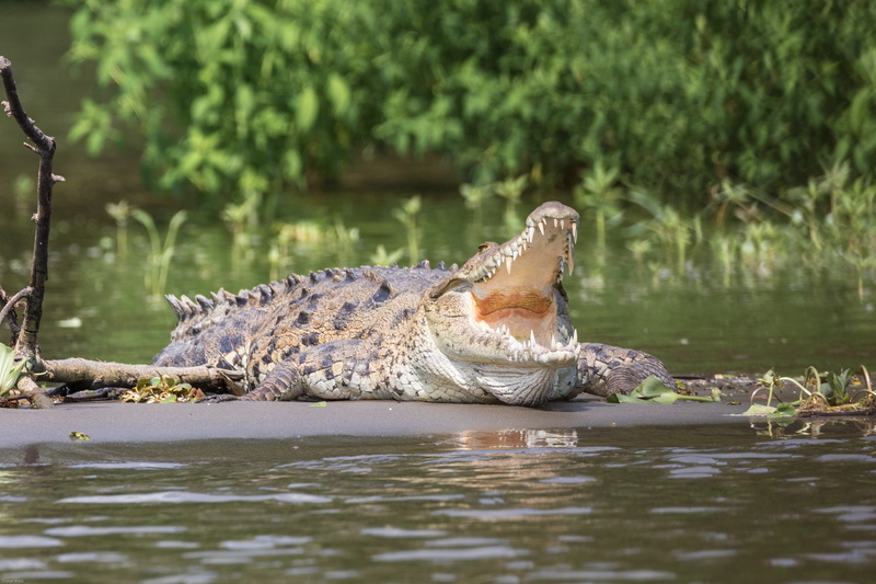 shallow, near, alligator, crocodile, nature, animal wildlife, central america, animal teeth, river, animal themes, animal scale, scale, animal mouth, animal