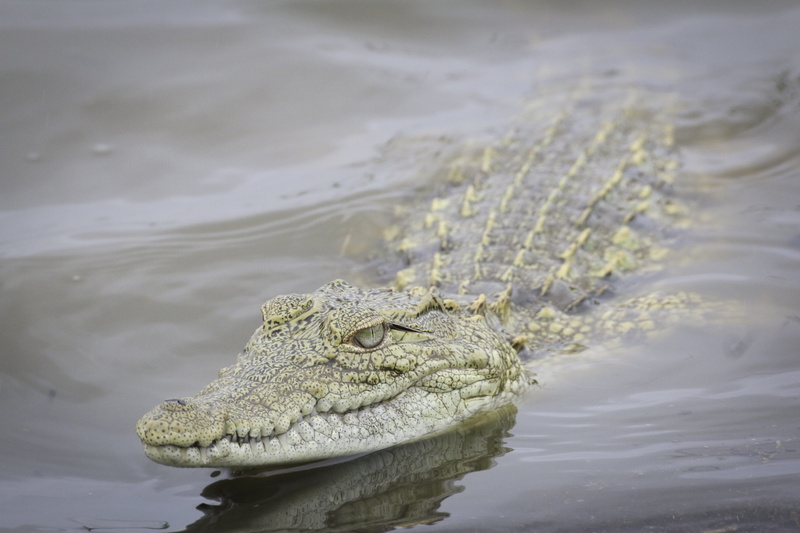 animal head, 5K, south africa, outdoors, wildlife, nature, teeth, focus on foreground, croc, reptile, river, swimming, animals in the wild, one animal