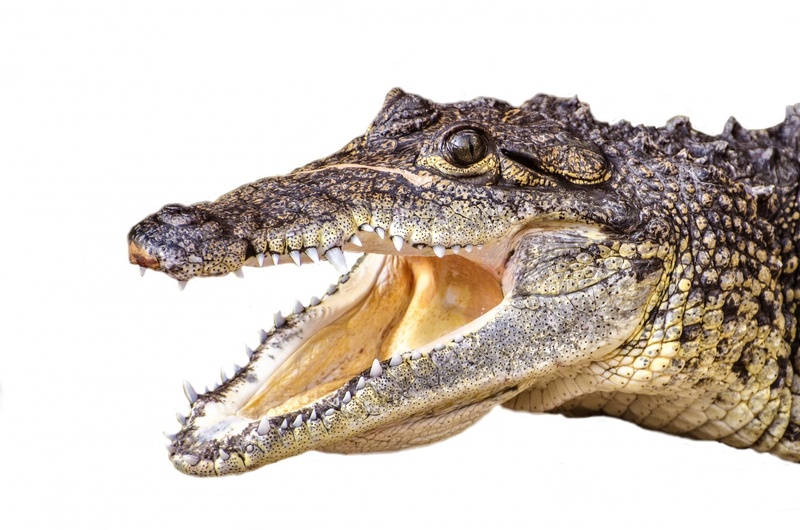 animal body part, animal wildlife, skin, close-up, 1080P, animal head, snout, crocodylus, predator, indoors, swamp, crocodile, studio shot, threatened