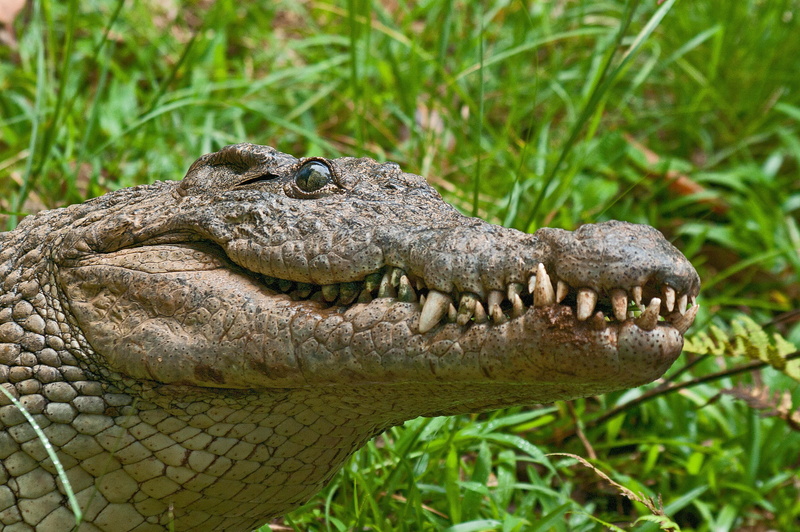 animal head, no people, green, close-up, animal body part, animal themes, madagascar, predator, 2K, alligator, national, animal, animals In The Wild, mouth