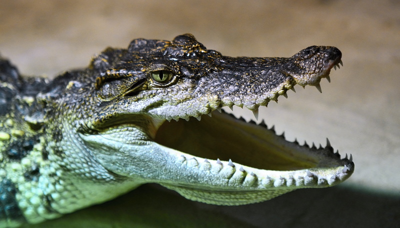 one animal, skin, reptile, 2K, teeth, animal mouth, animal wildlife, animal Teeth, animal head, leather, sign, close-up, jaws, stealth, wildlife, alligator