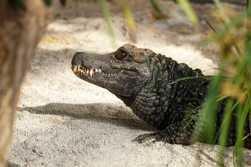 animal scale, swamp, 5K, iguana, land, animal world, predator, side view, carnivores, tooth, zoo, animal themes, vertebrate, crocodile, close-up, tropical