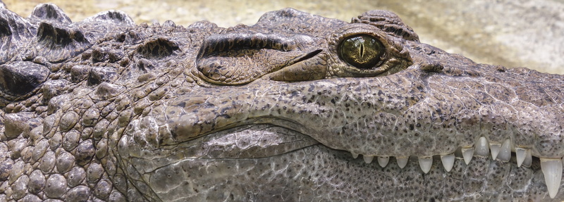water, alligator, vertebrate, gray, nature, animal, communication, eye, close-up, predator, crocodile, dangerous, animal teeth, one animal, sign, day, animal eye