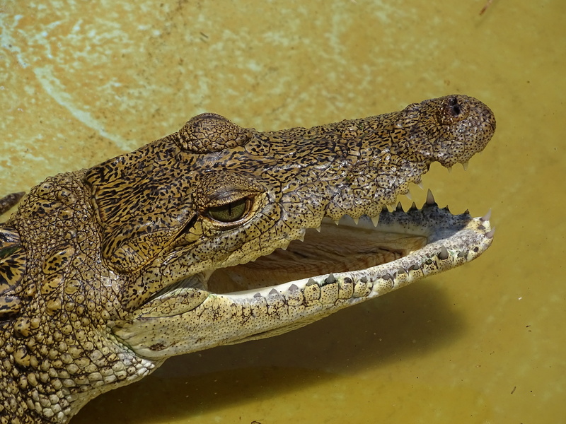 estero, hold on, vertebrate, carnivorous, animal themes, skin, reptile, animals in the wild, mexico, crocodile, 5K, yellow, no people, animal, stalking