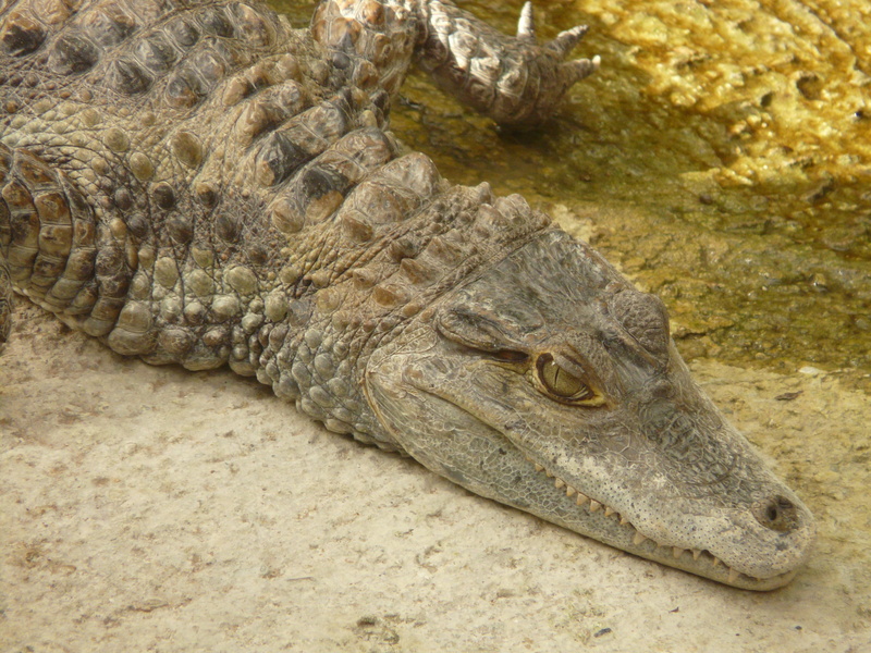 Crocodile, scary, profile view, sign, frightening, animal head, animal, alligatore, one animal, animal themes, animal scale, close-up, animal Mouth, sea
