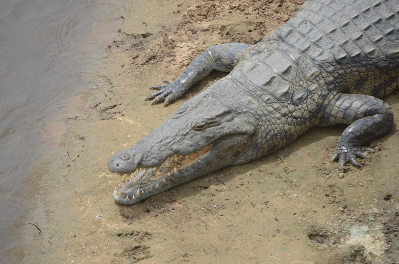 predator, muddy, crocodile river, crocodile, animal body part, aquatic, carnivore, animal wildlife, river, vertebrate, animal, africa, outdoors, high angle view