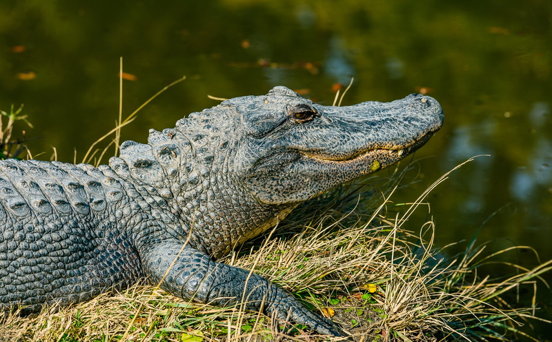 reptile, predator, animal Teeth, swamp, near, day, alligator, 4K, animal themes, vertebrate, animal body part, animal head, daytime, animal wildlife, danger