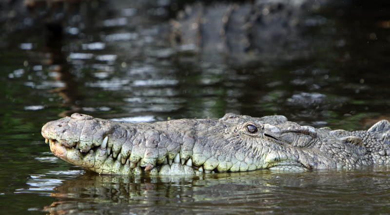 animal wildlife, lizard, danger, tooth, alligator, dangerous, Crocodile, animal body part, one animal, day, outdoors, reflection, crocodylus acutus, pointed