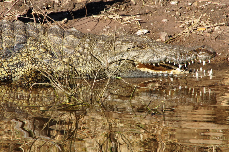 animal, vertebrate, safari, Tooth, alligator, botswana, animals And Pets, no people, africa, outdoors, lake, wildlife, River, grey, animal Teeth, Lizard