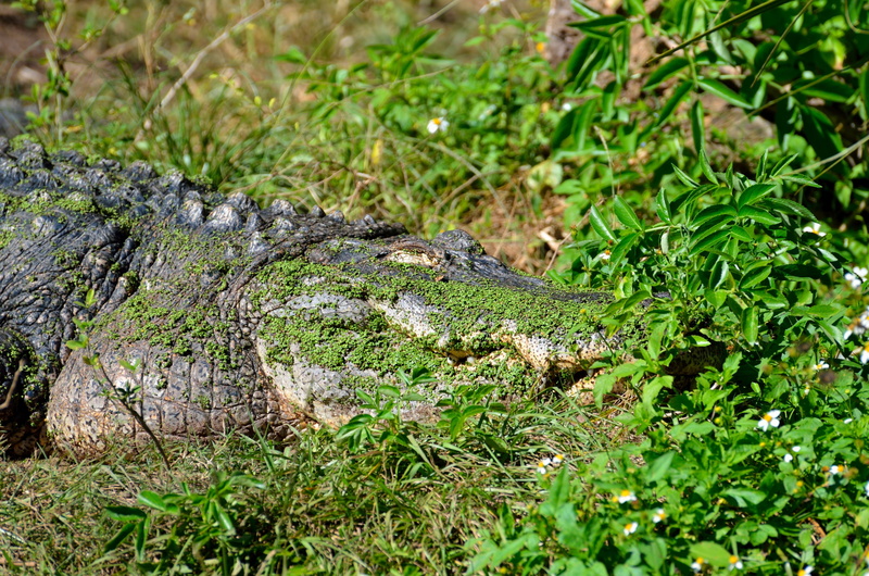 one, outdoors, camouflaged, skin, animals in the wild, carnivore, animal themes, powerful, growth, lizard, side view, predator, 4K, dangerous, green, mammal